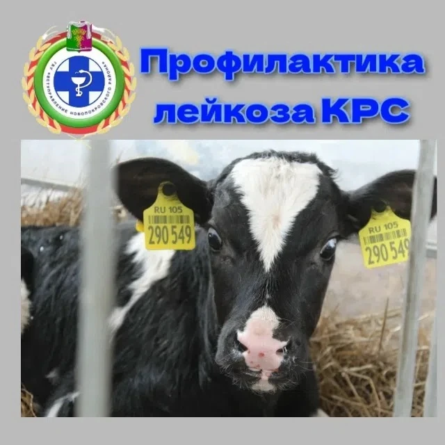 Лейкоз крупного рогатого скота — неизлечимое заболевание, отличается длительным стадийн...