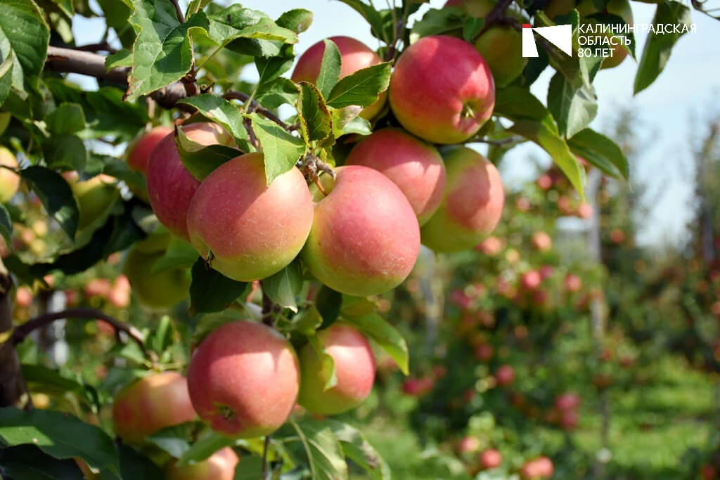 🍎👍 Сегодня в России празднуется второй Спас – яблочный