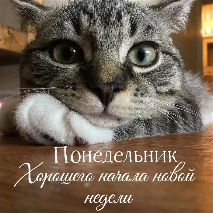 Понравилась открытка? Оставьте, пожалуйста, реакцию 🩷