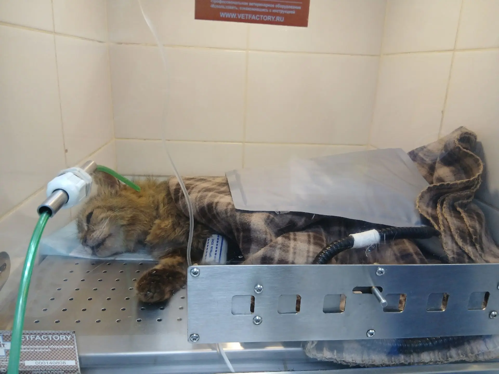 Старую кошку расстреляли в Волгограде. Алина Ерина владелица частного приюта «Птичий остров» заявила