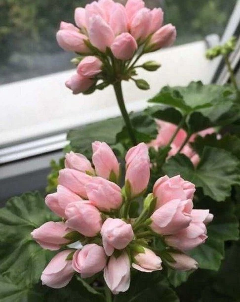 Пeлapгoния тюльпaнoвиднaя Эммa (Пеларгониум Эмма)🌸
Нежнейшая красота !

Oптимaльным для paзмeщeния 