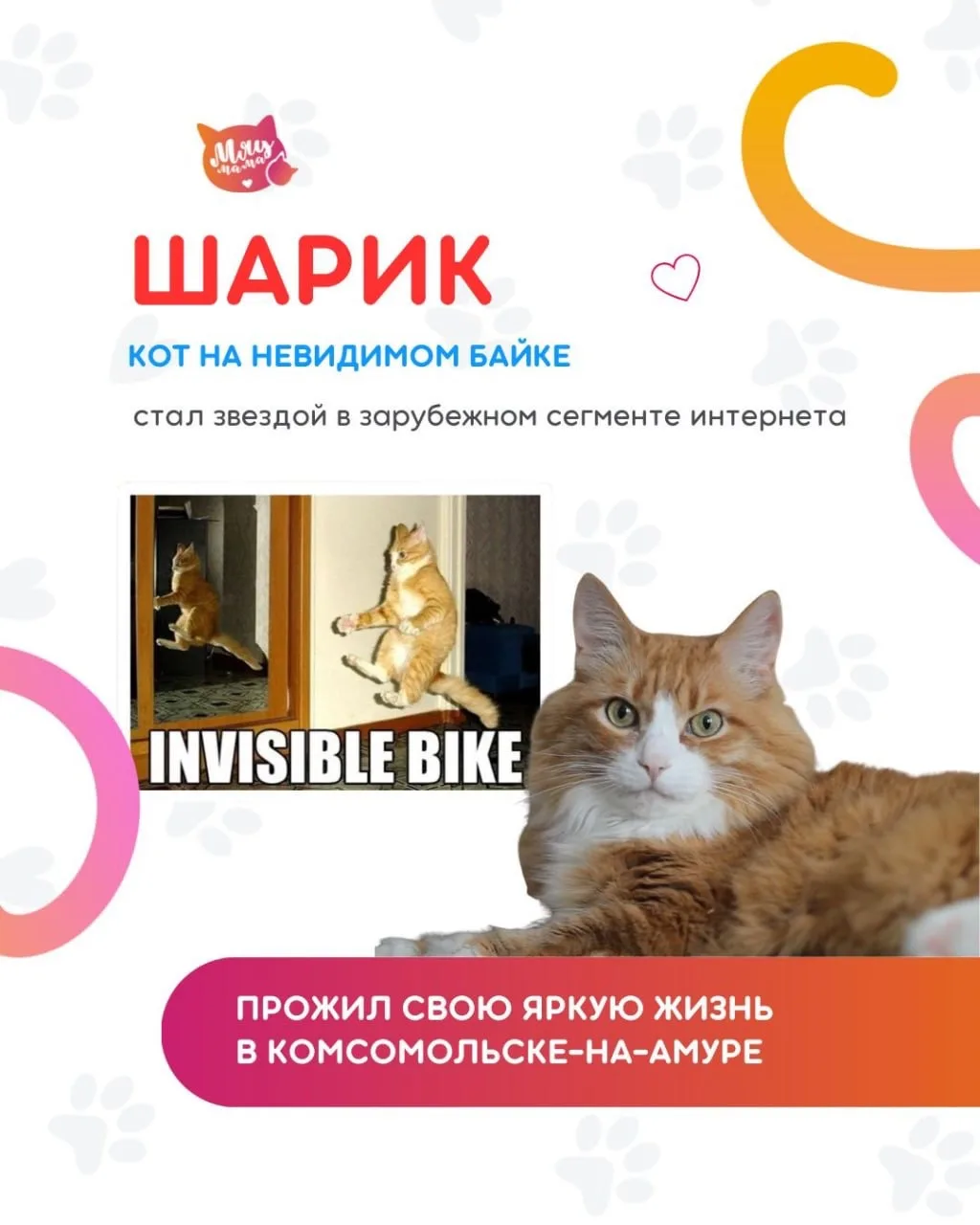 Котики рекордсмены по мемологии! Реально, так много популярных и известных котов в интернете!

Даже 