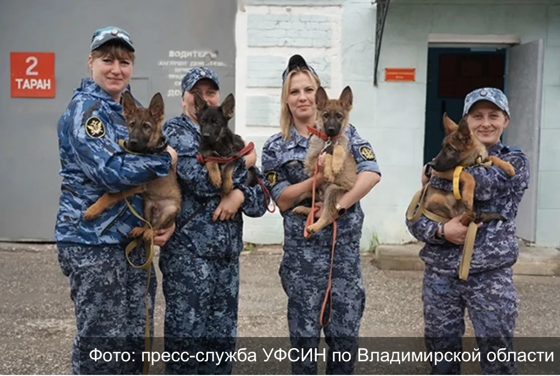 🐕 Щенки немецкой овчарки прибыли на службу В УФСИН по Владимирской области

☺️ В кинологической слу