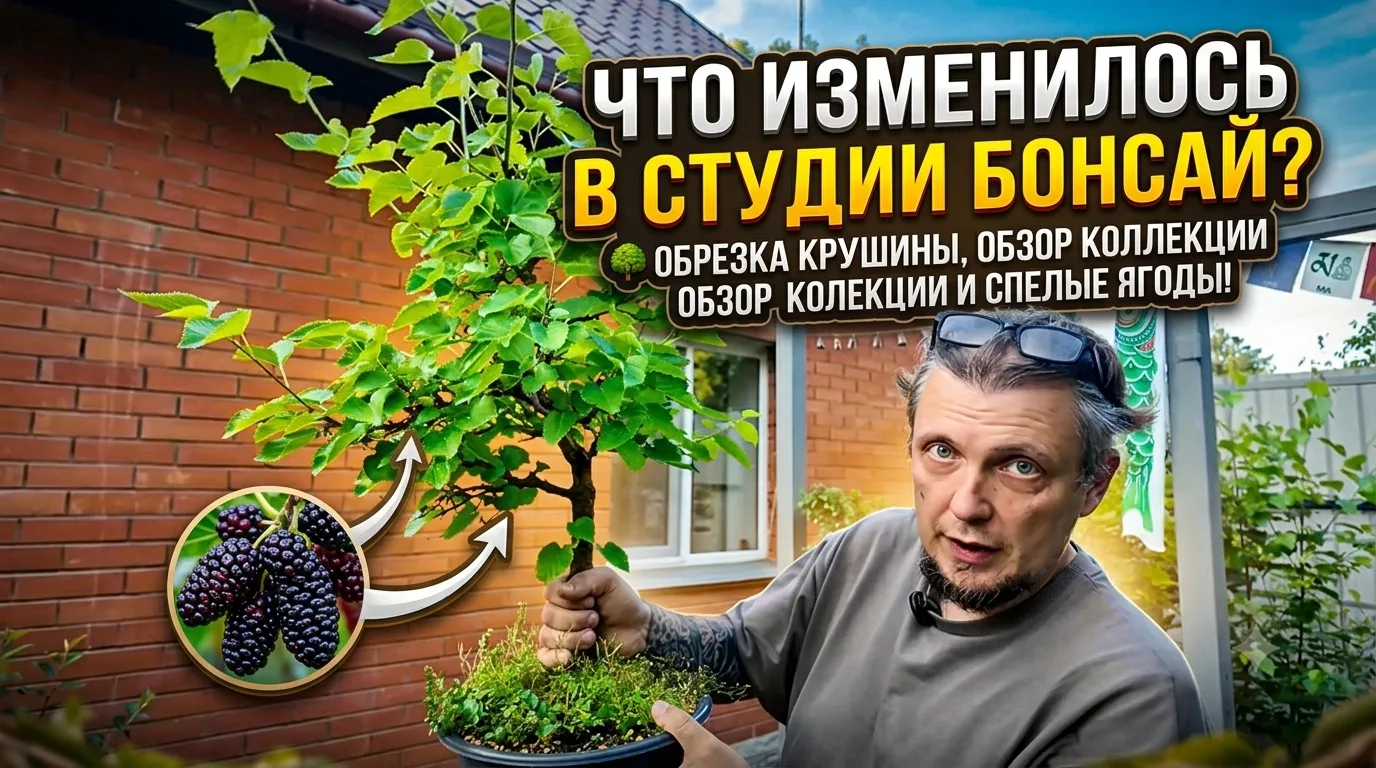 💫 Что изменилось в Студии Бонсай? 🌳 Обрезка крушины, обзор коллекции и спелые ягоды!
Привет, друзь