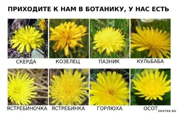А Н О Н С