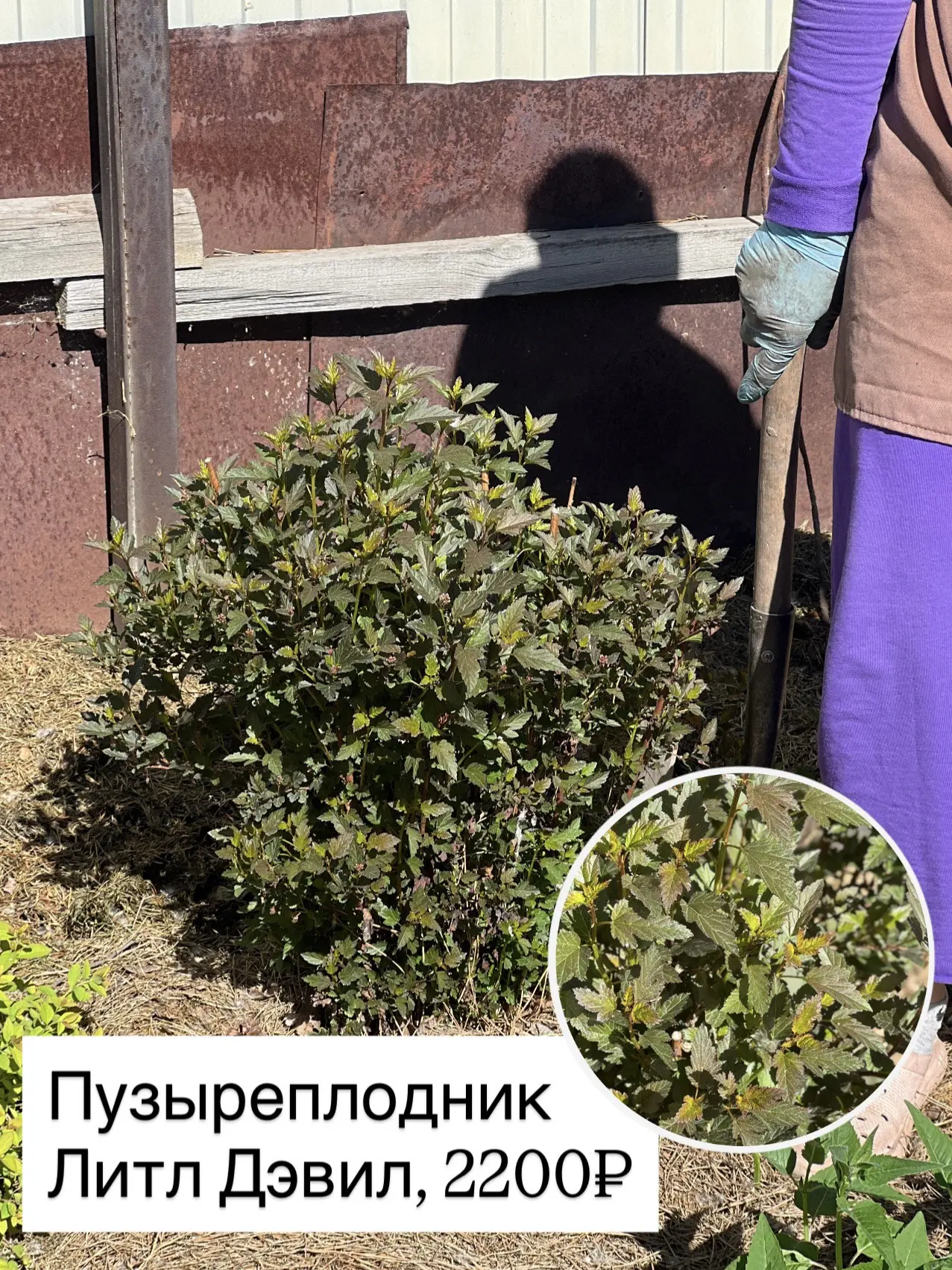 Взрослые саженцы роскошного клематиса и пышного пузыреплодника ждут своих заботливых хо...