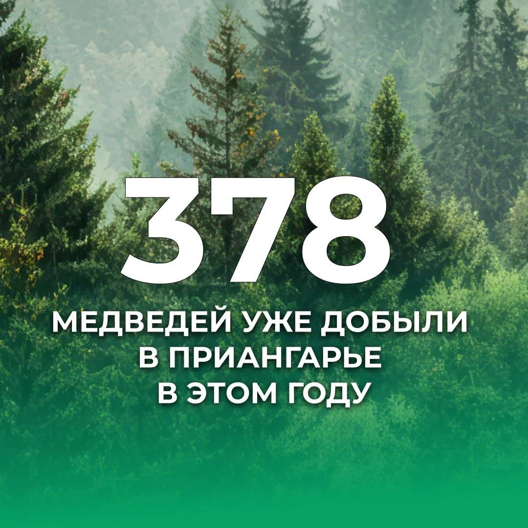 🚨378 медведей добыли в Иркутской области с начала 2026 года.