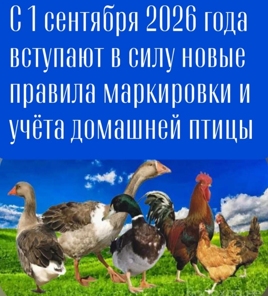 📢🐔 Важная информация для владельцев домашней птицы! 🐔❗