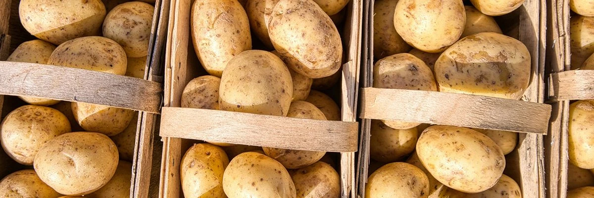 Агроэксперт объяснил, почему зеленую кожуру картофеля нельзя игнорировать