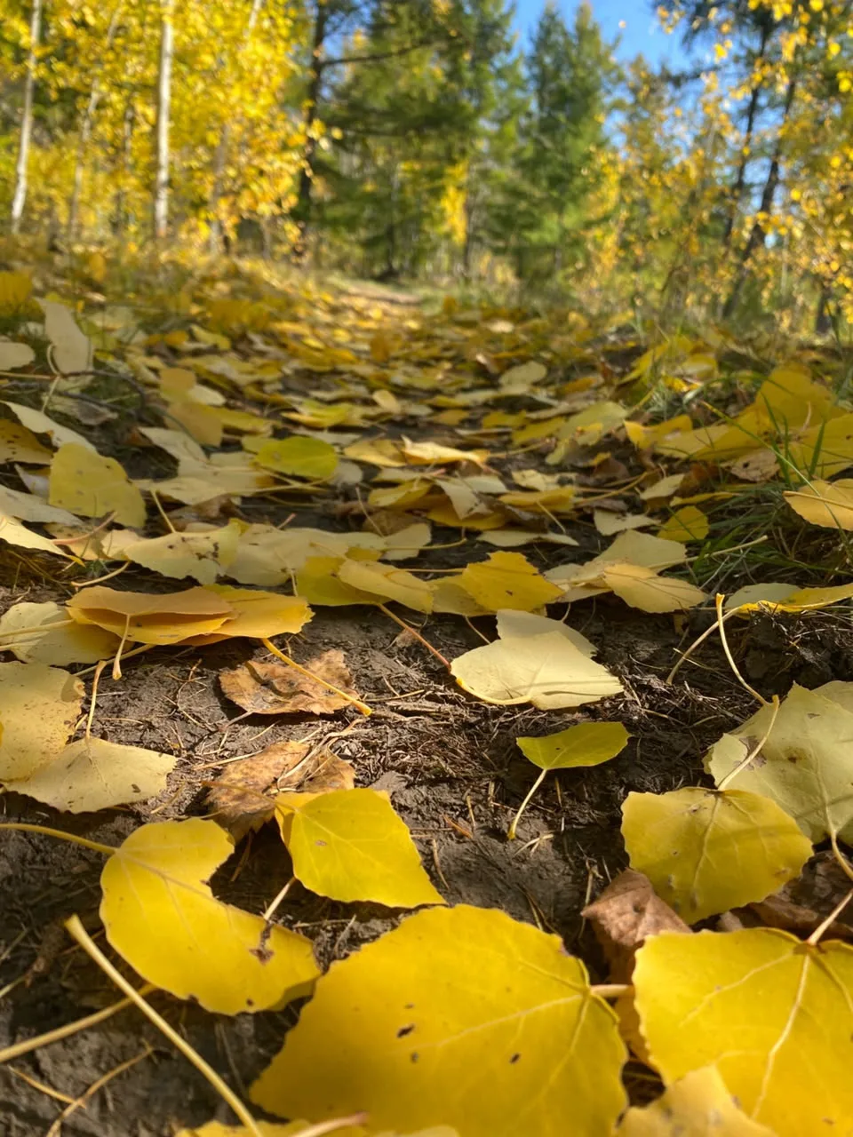 Мы уже с теплотой вспоминаем наше лето: 🌿🌿🌿в этом году прошло очень хорошее, теплое ...