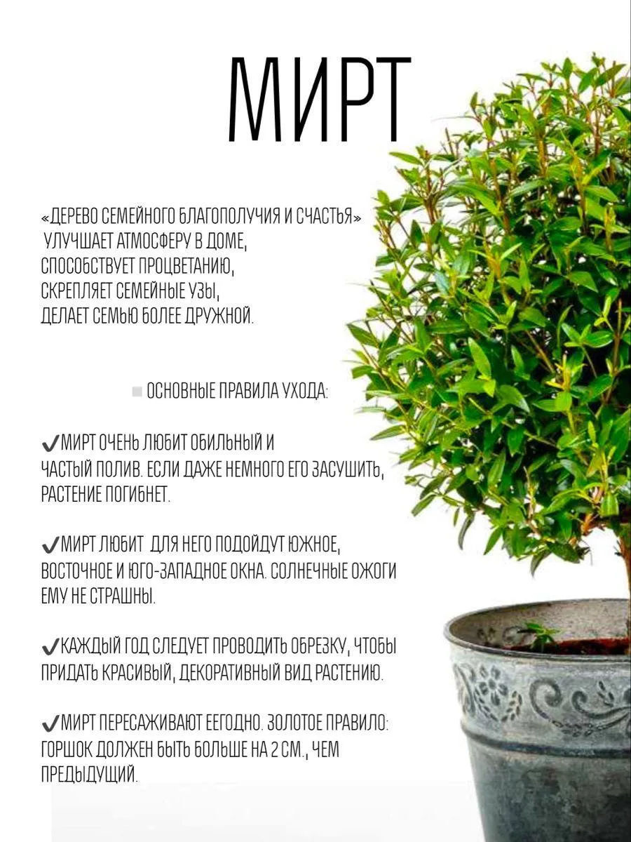 Мирт