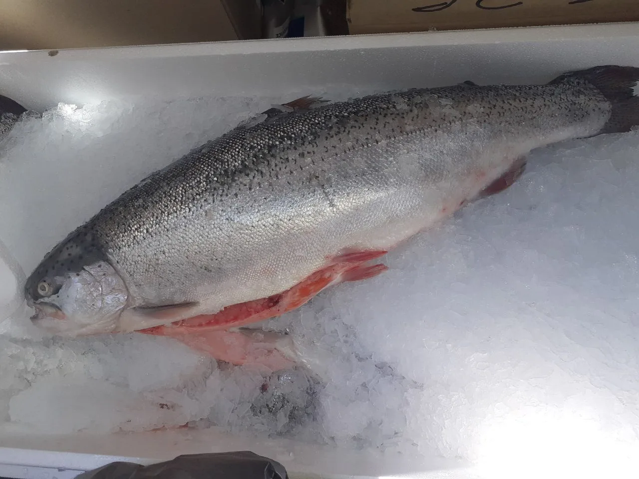 Получили свежую морскую форель