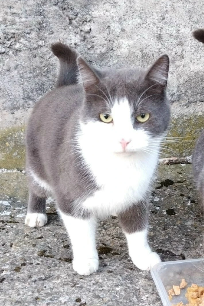 🥺 ❗Пропал  дворовый котик! ❗🥺