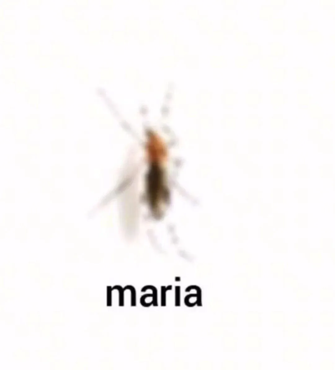 кидай маше