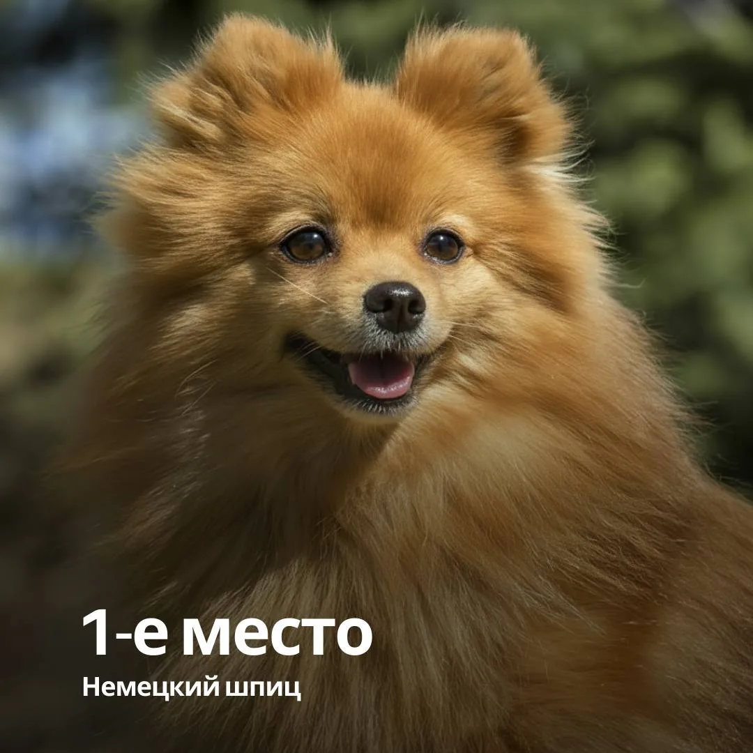 🟢РКФ назвала самые популярные породы собак в России