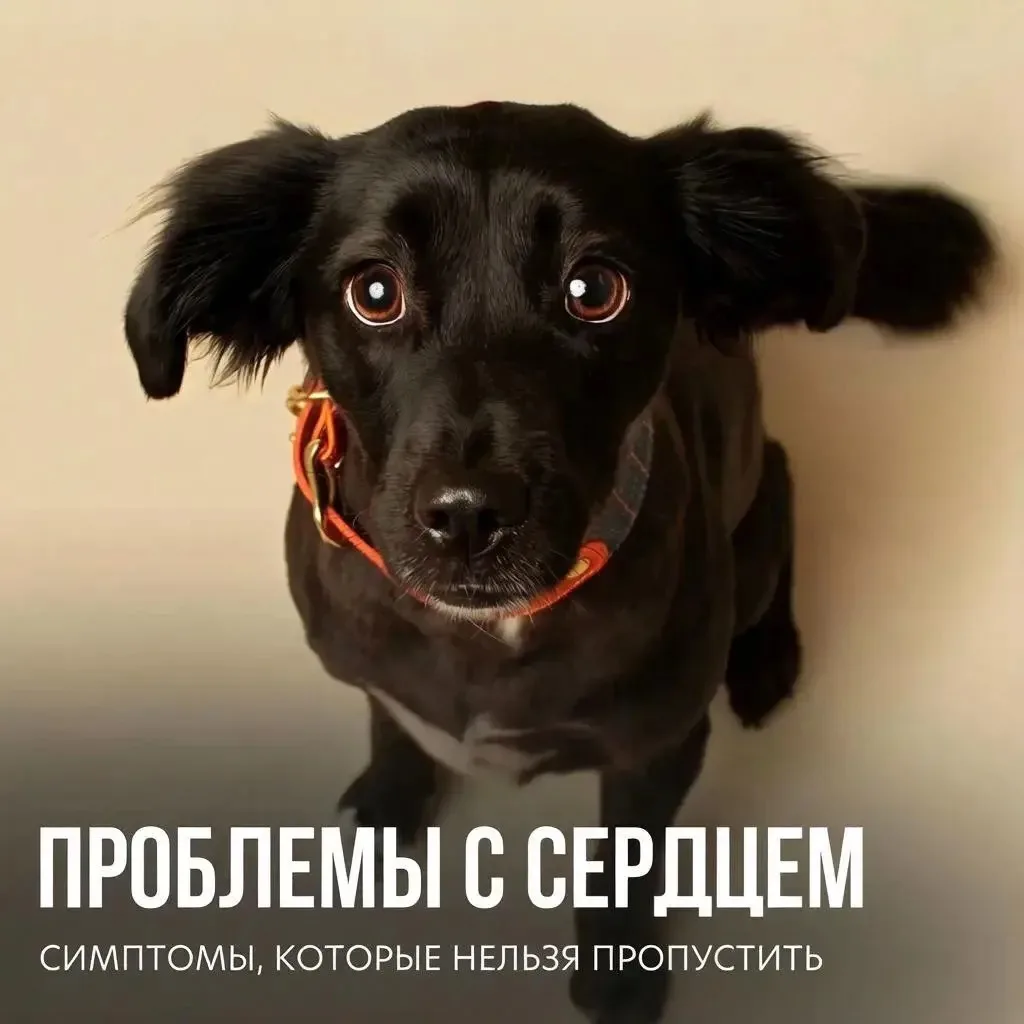 Забота о сердце питомца — залог его долгой жизни♥️