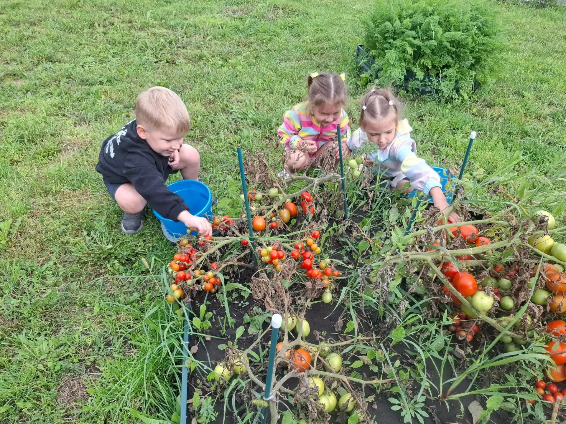 🧑‍🌾🍅🫑Волшебное время сбора урожая в нашем детском саду!