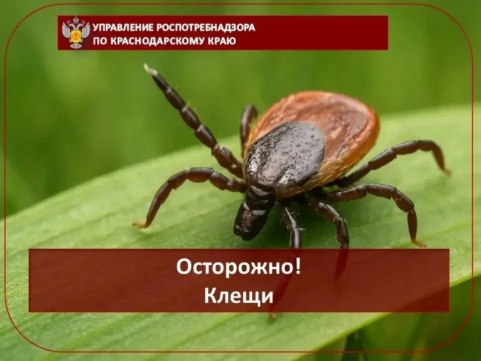 Осторожно! Клещи