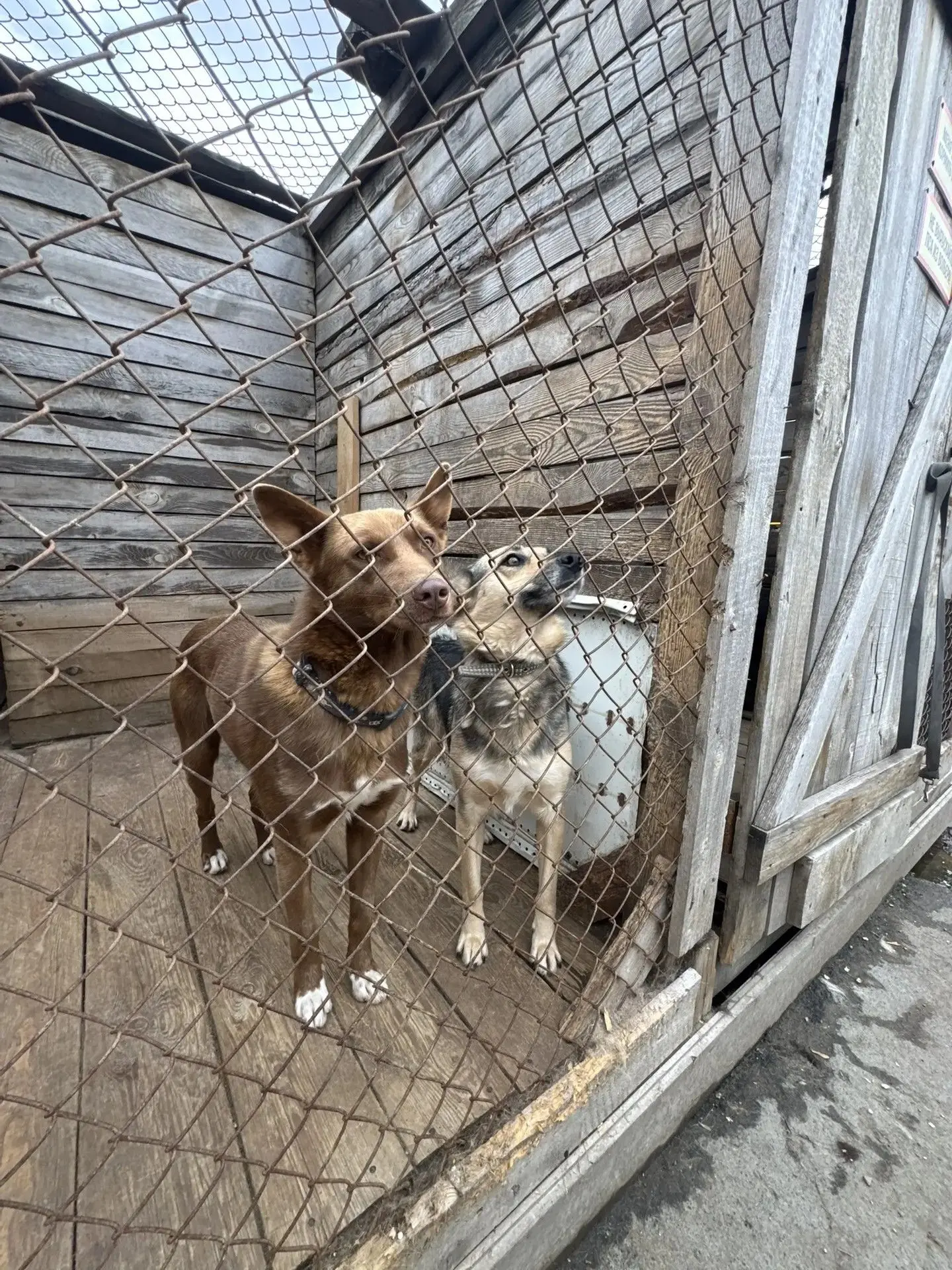 Студенты и сотрудники НОККиИ помогли приюту для животных 🐾