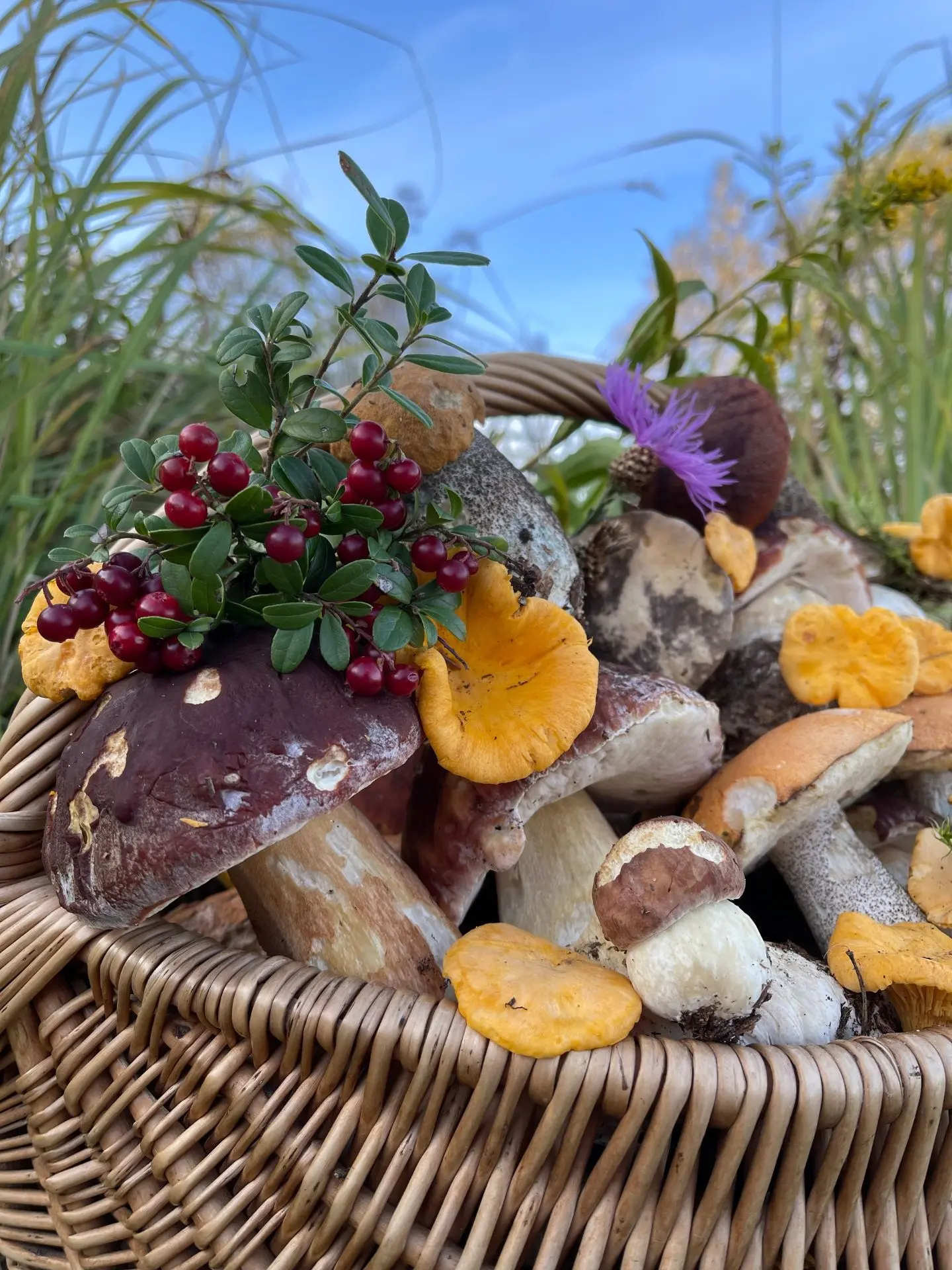 В лесах Северного Подмосковья продолжается осенний грибной сезон 🍂