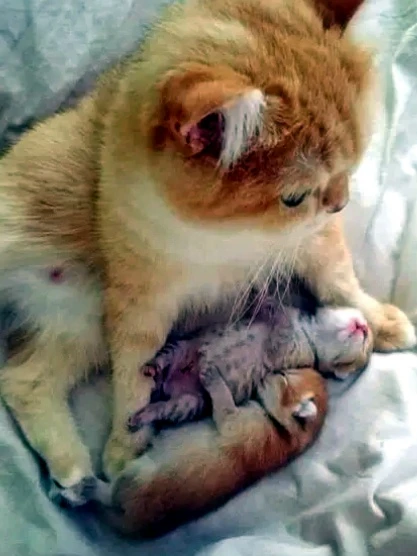 Маленькая кошечка Сима родила трёх котят. Мёртвыми. Ну, так случилось. Бывает. Домашняя кошка, никог