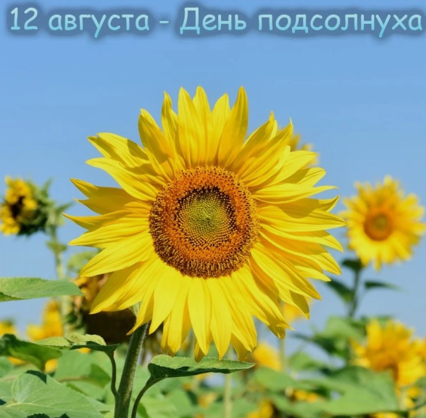 🌞🌻12 августа - День подсолнуха 🌻