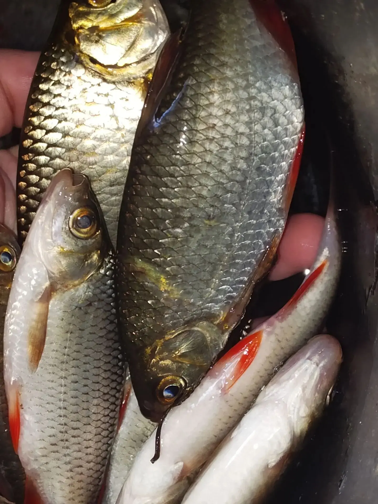 Дедуля наш сегодня закрыл сезон🐟🐟🐟