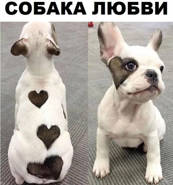 Пчёлка