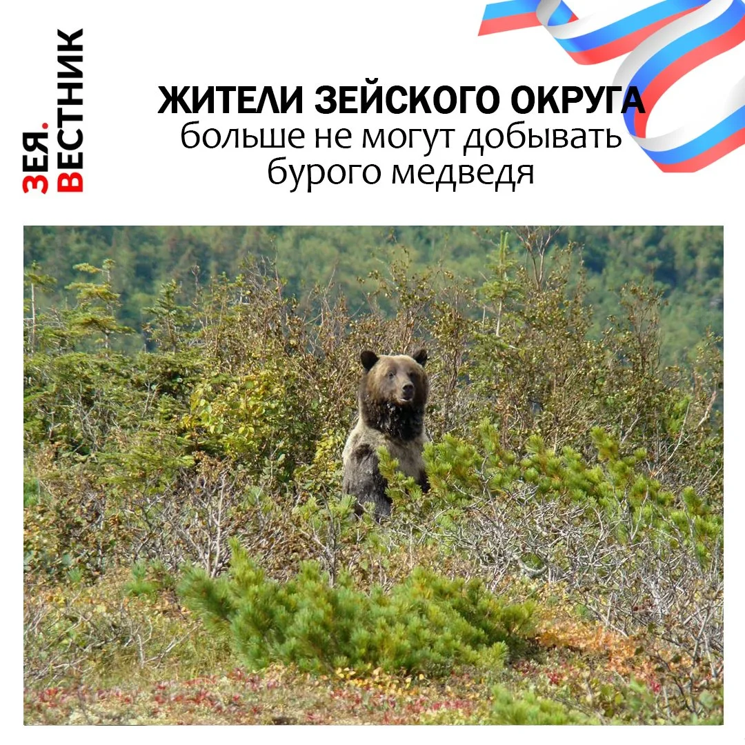 В регионе завершился весенний период охоты на косолапых. С сегодняшнего дня бурые мишки...