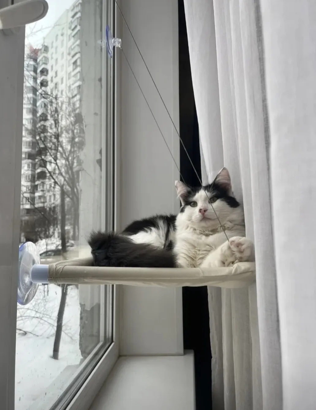 Я не могу перестать умиляться этому 🥹  Гамак для котов на окно, подвесной, лежак на присосках, до 20