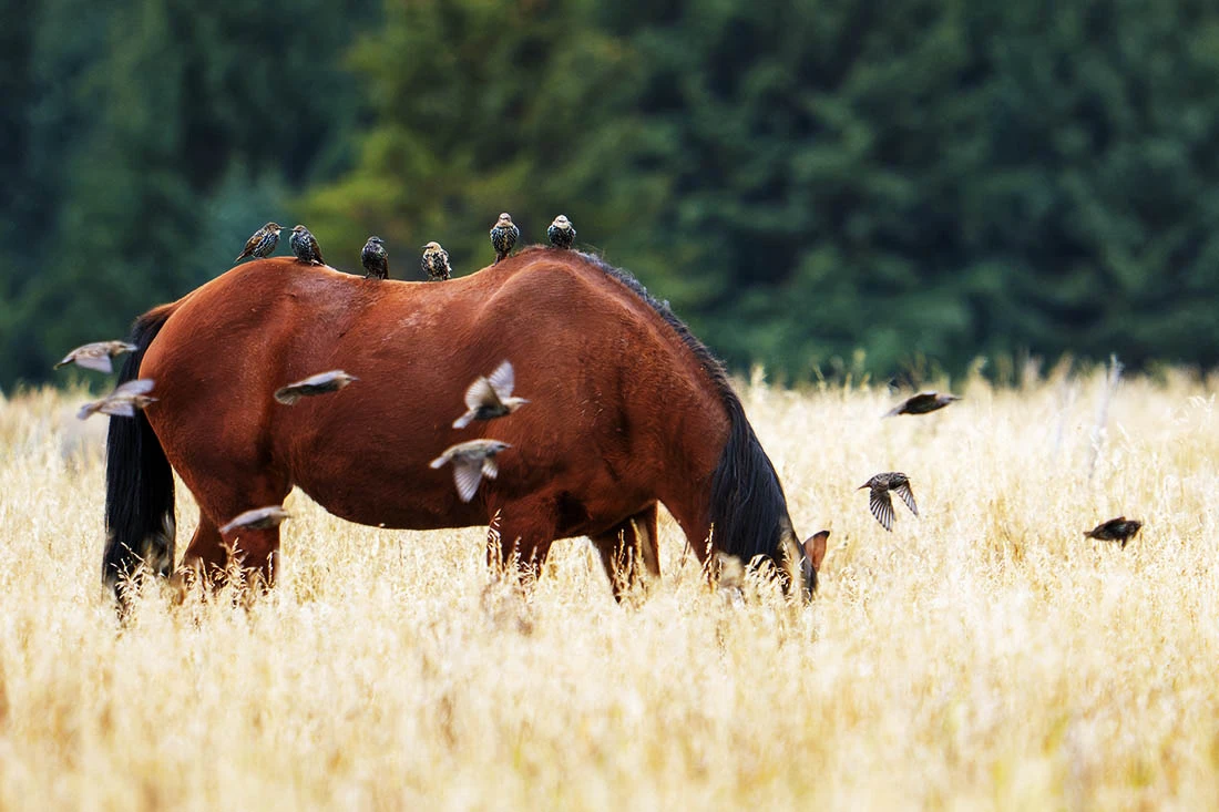 🐎 Лошадь в национальном парке Гранд-Титон в США