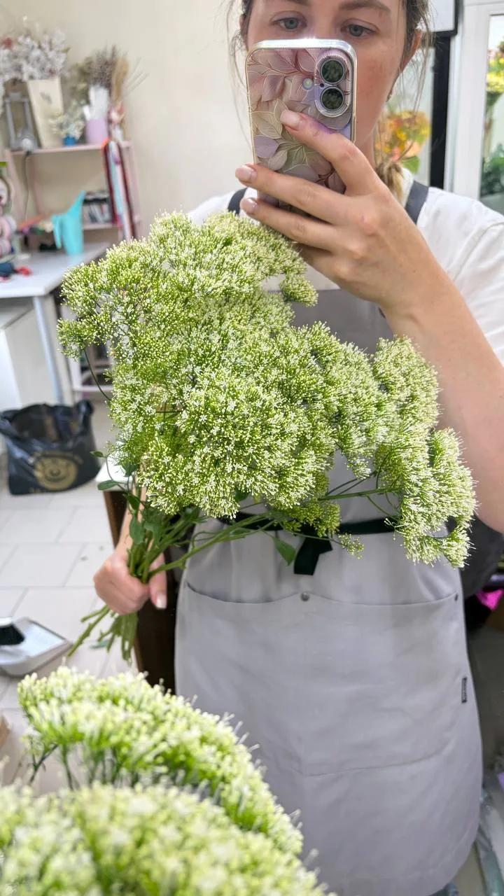 🌿Трахелиум