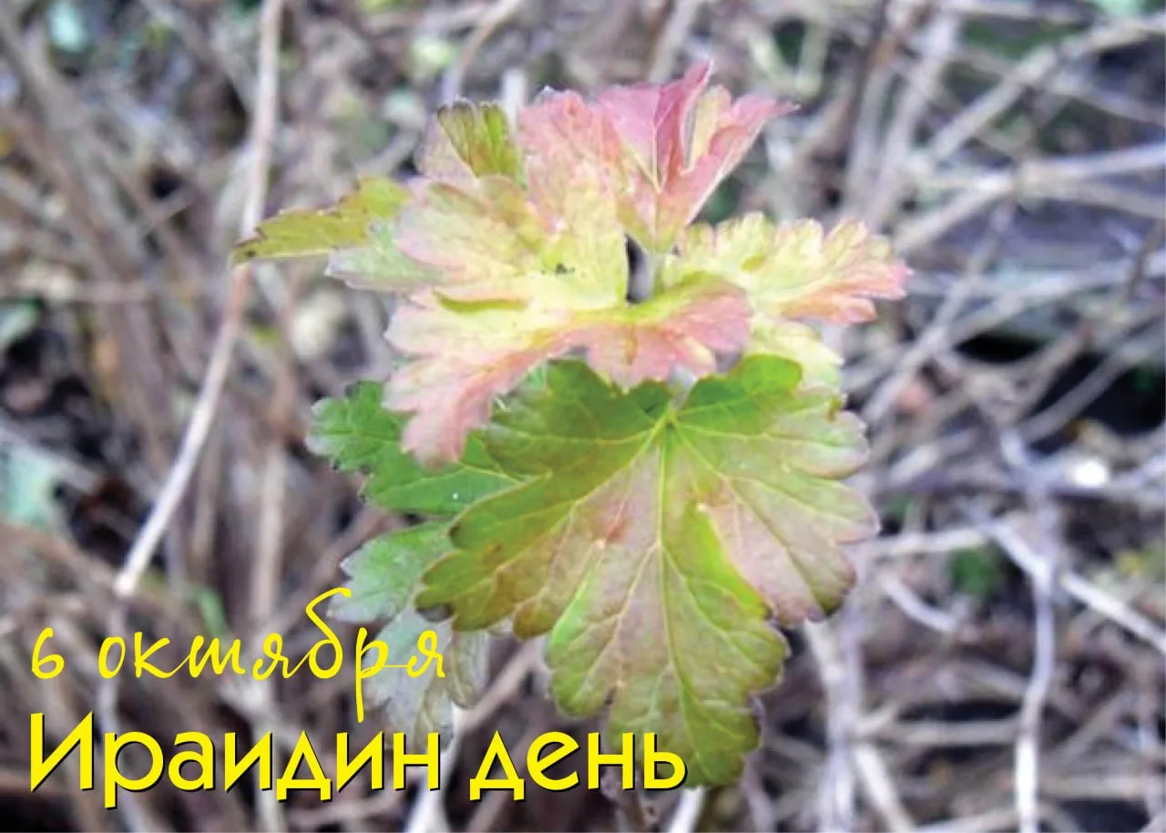 Народный календарь
