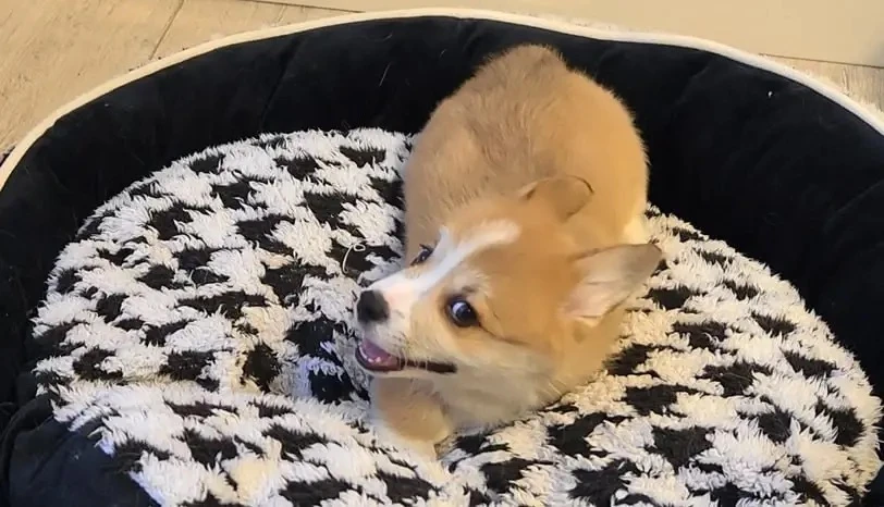 Коржундель ❤️😅