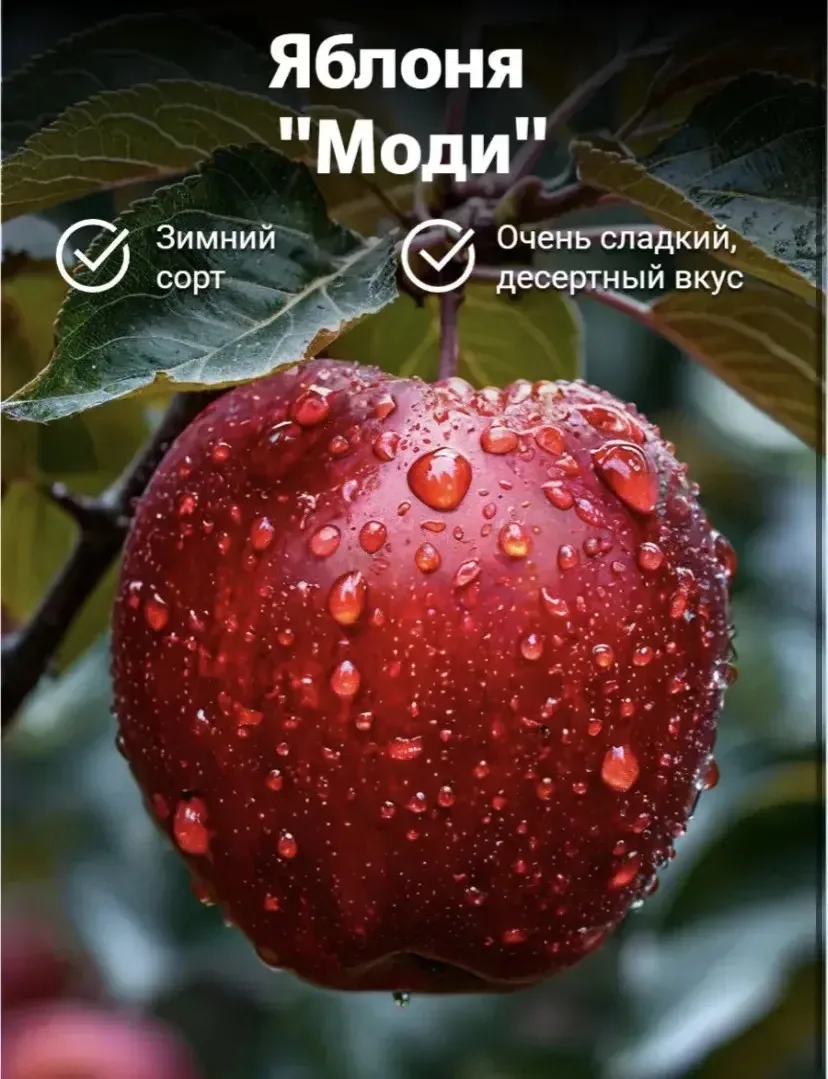 Принимаем заявки на яблоки сорт Моди
