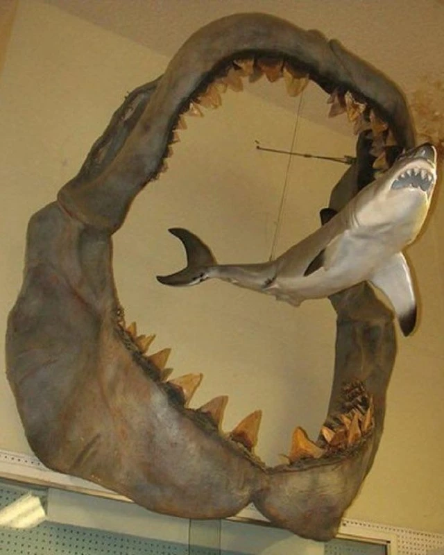 🦈 Мегалодон vs. Белая акула  

Сравнение размеров древнего мегалодона и современных больших белых а