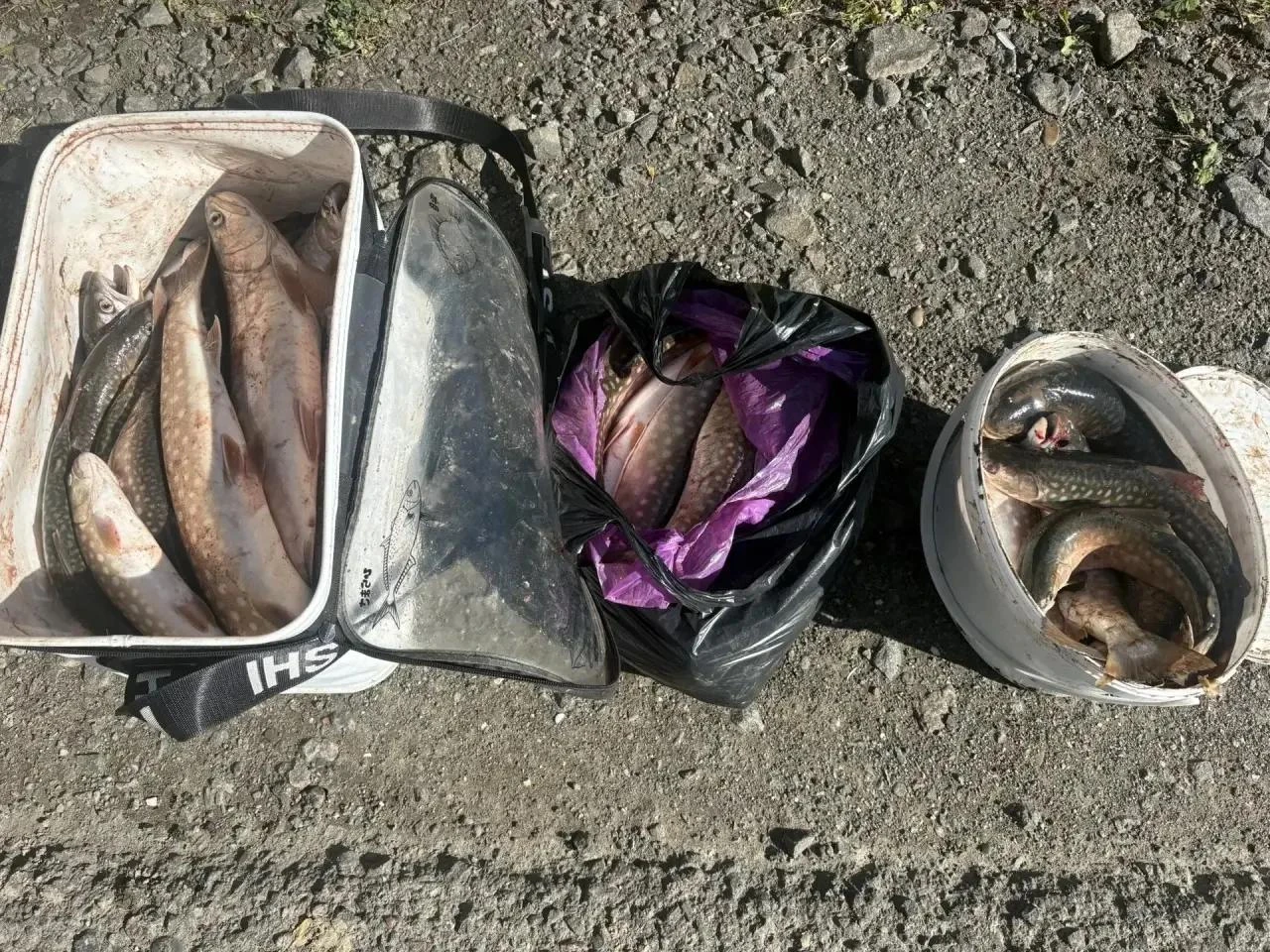 🐟 Осенняя кунджа