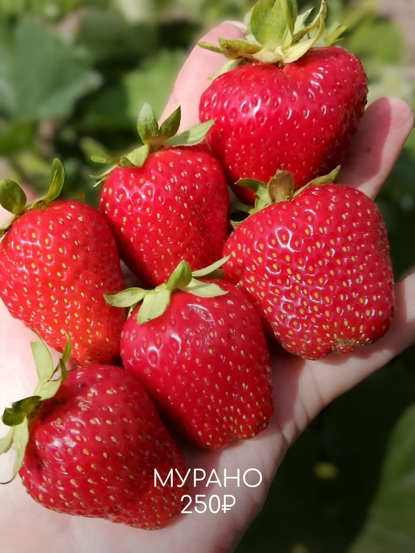 🍎🍏Пока деревья только просыпаются, для садовода начинается самое важное время. Земля ещё держит зимн