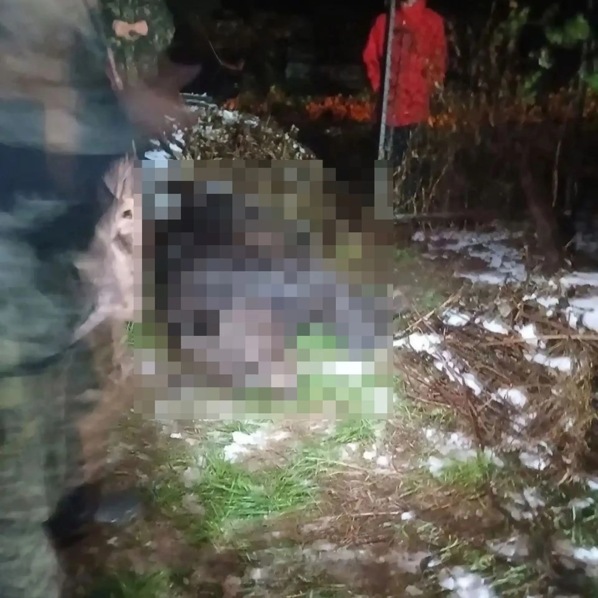 Медведя ликвидировали под Краснотурьинском.