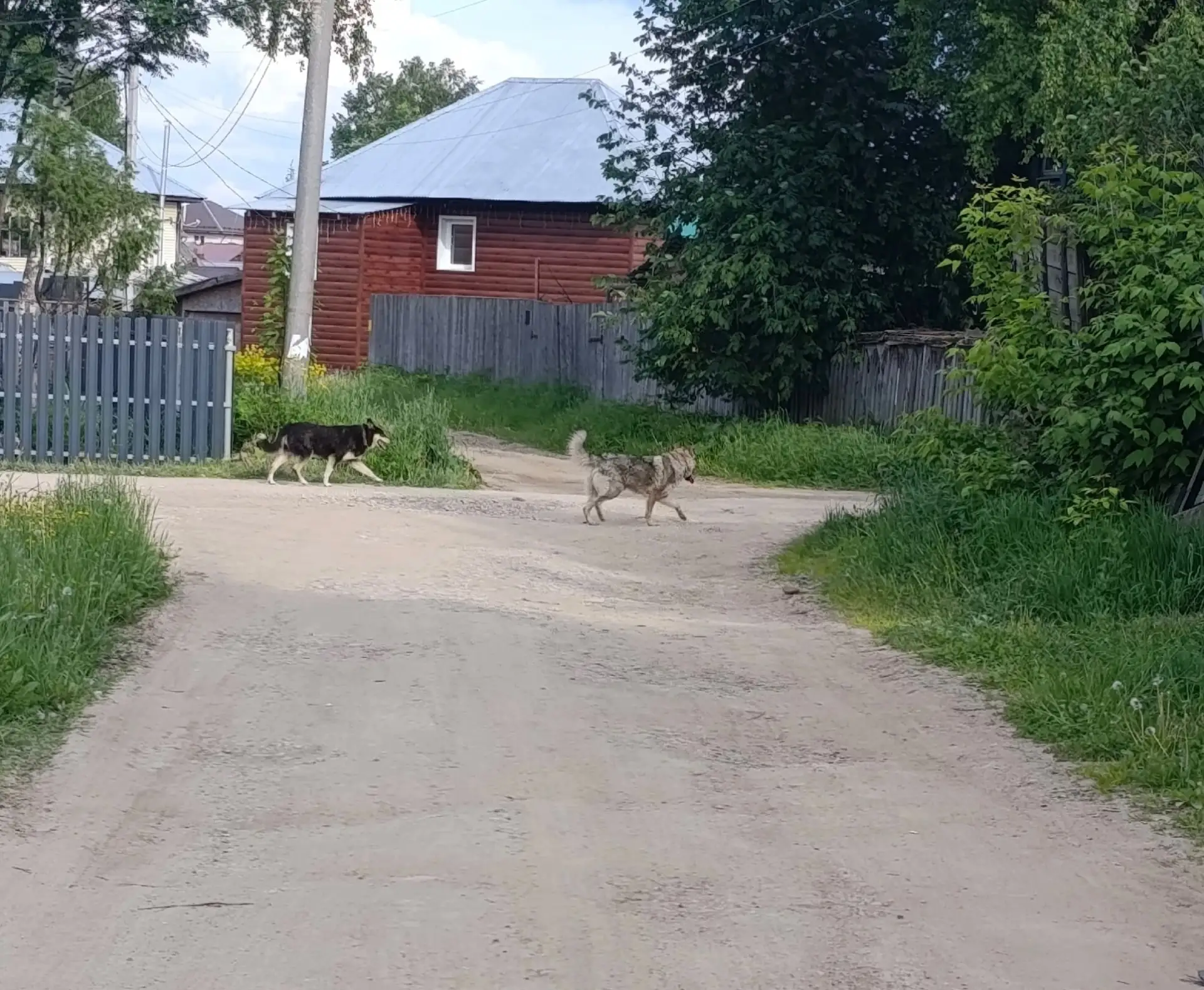 Здравствуйте, чьи собаки??!!!? Бегают на улице Металлургов и Малышева каждый день в одн...
