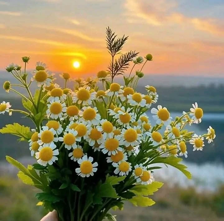 🌸Откройте для себя каналы, где можно просто выдохнуть после тяжёлого дня. Здесь тихо, ...