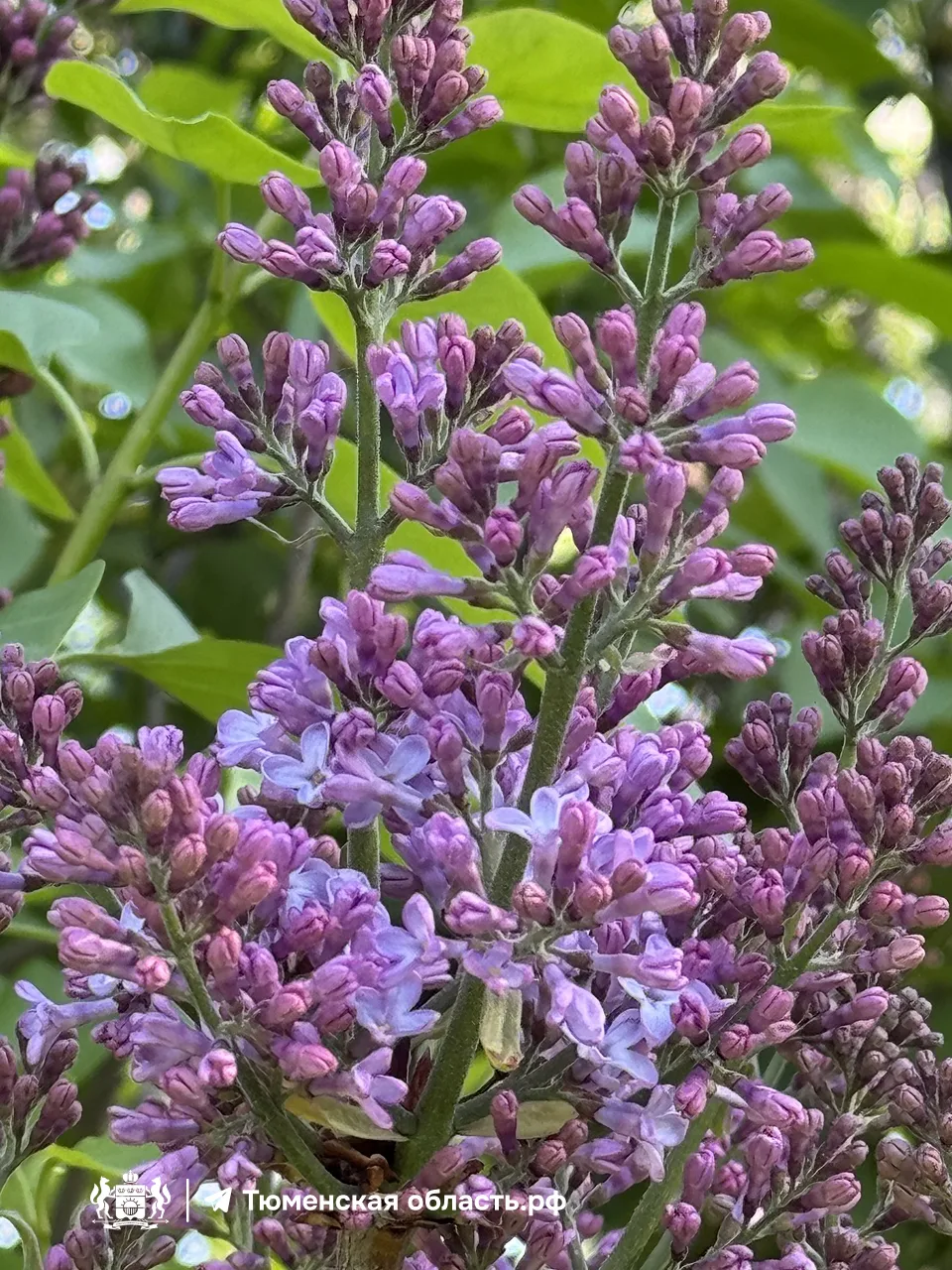 🌸 В Тюмени начала распускаться сирень!   Наш город становится все ярче. Совсем скоро его окутают аро