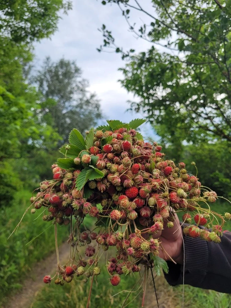 Земляничный урожай в Воронежской области 😍

Собираете эту ягоду?