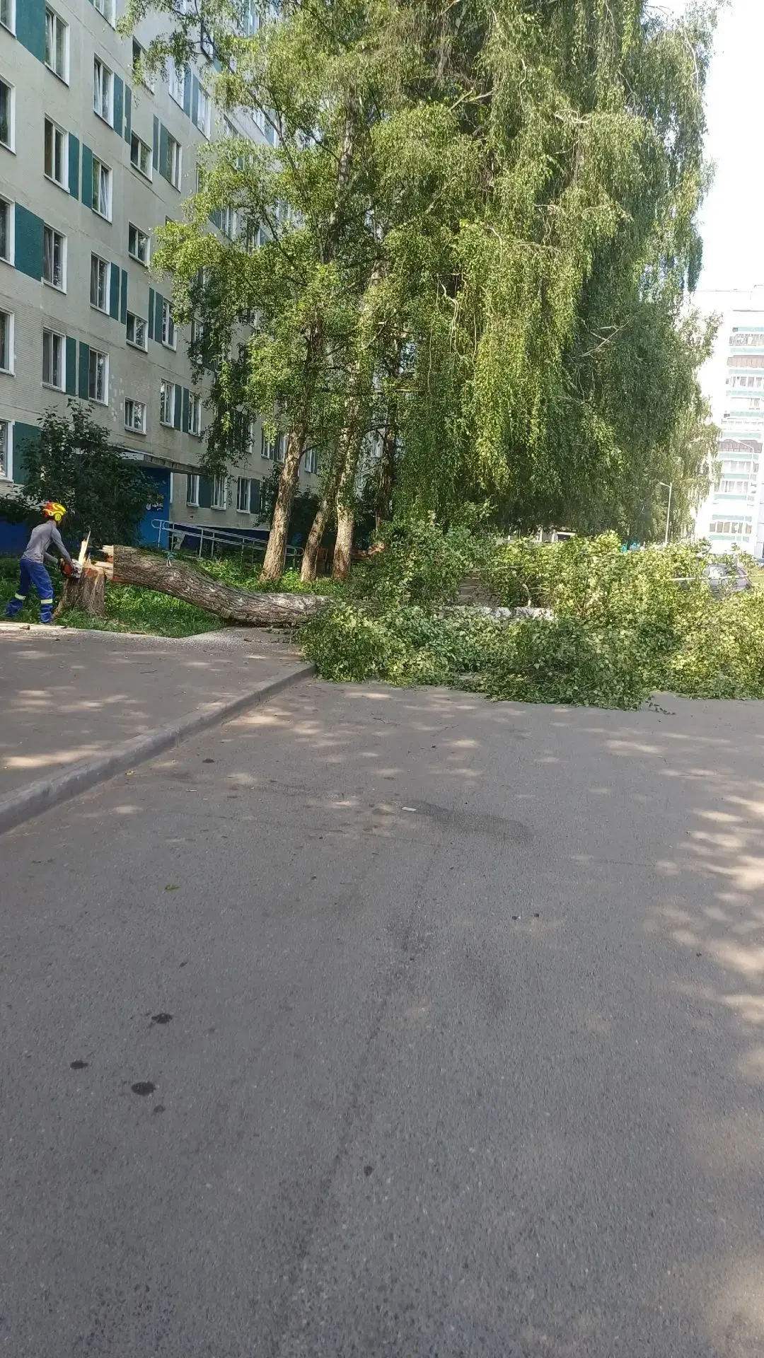 🌳Договориться с УК можно: в 17 комплексе спилили пять опасных деревьев

Договориться с управляющей 