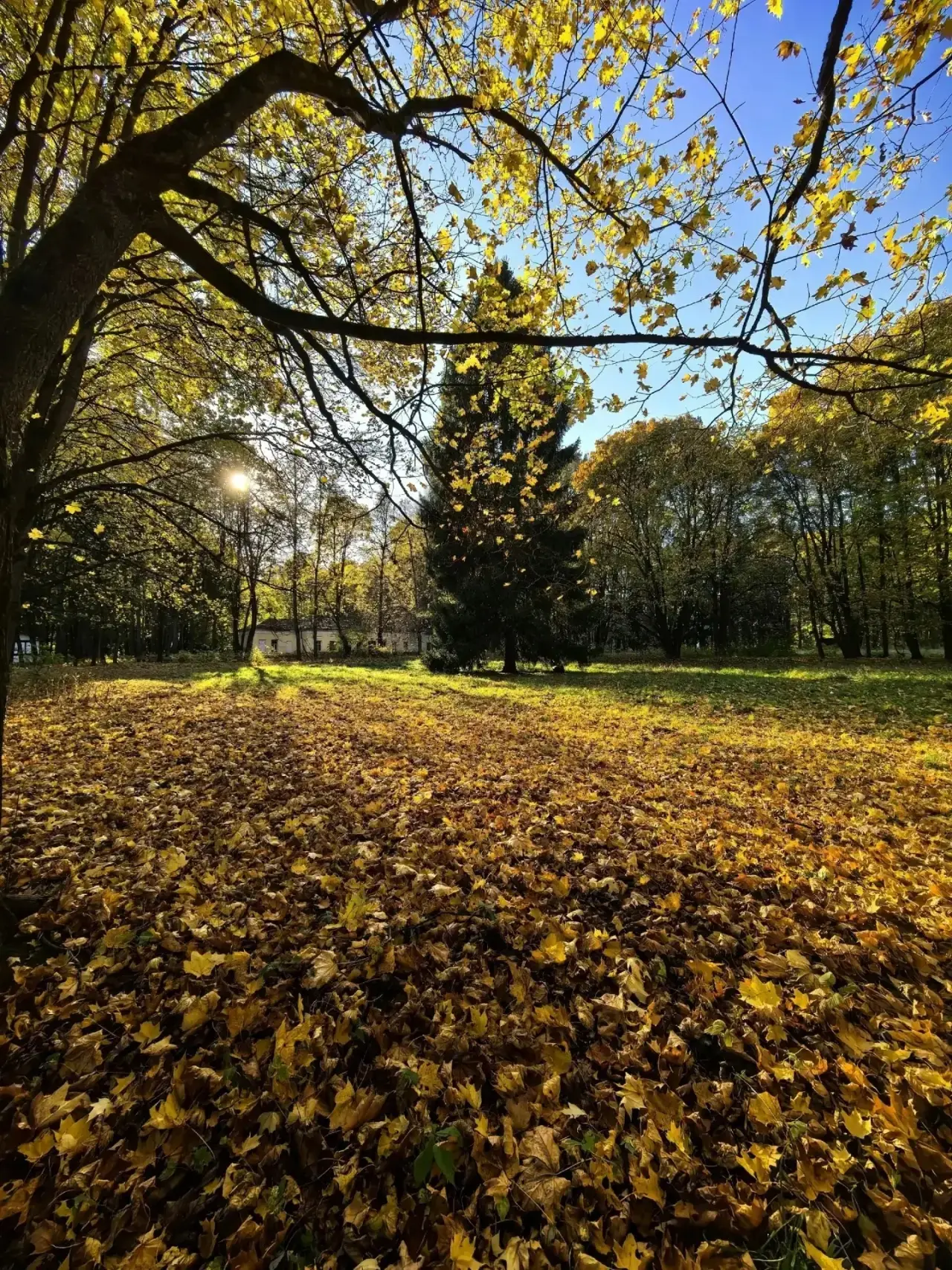 Осень в Суханово 🍁