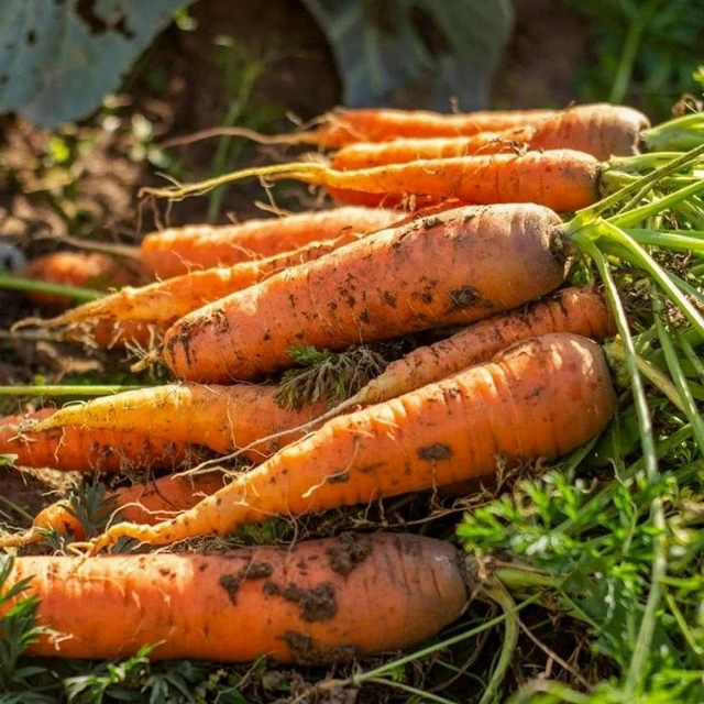 🥕 Как понять, что морковь пора окончательно убирать