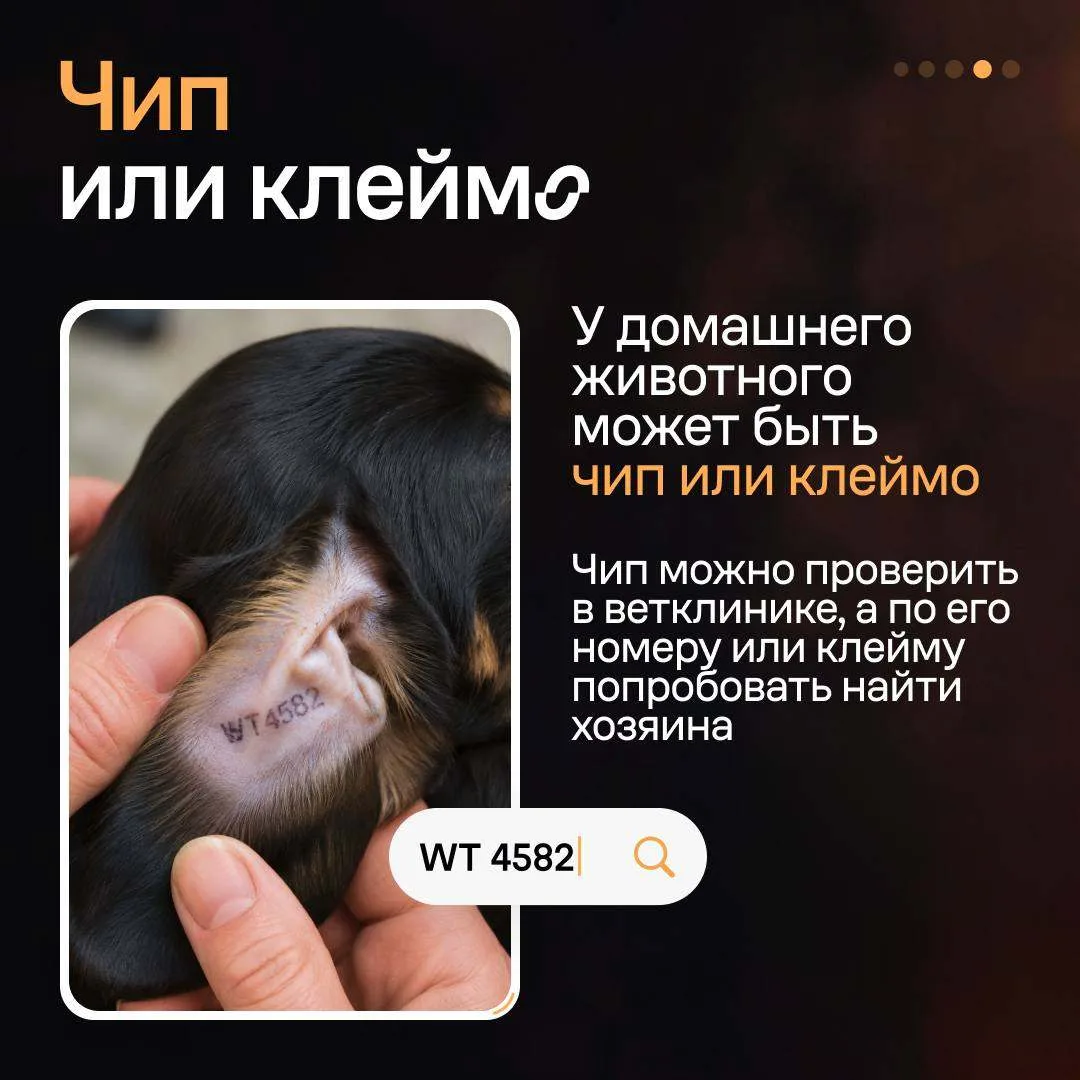 Изображение 5 к публикации «Авито»