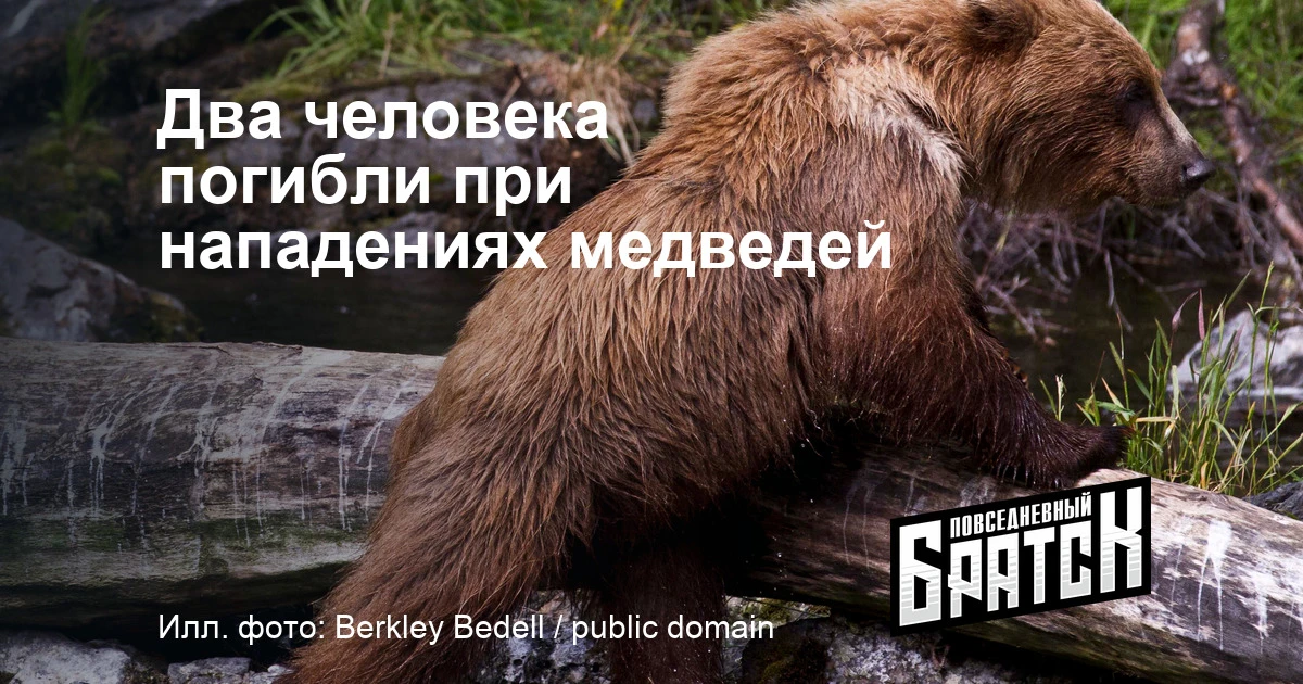 На севере Приангарья при нападениях медведей погибли два человека