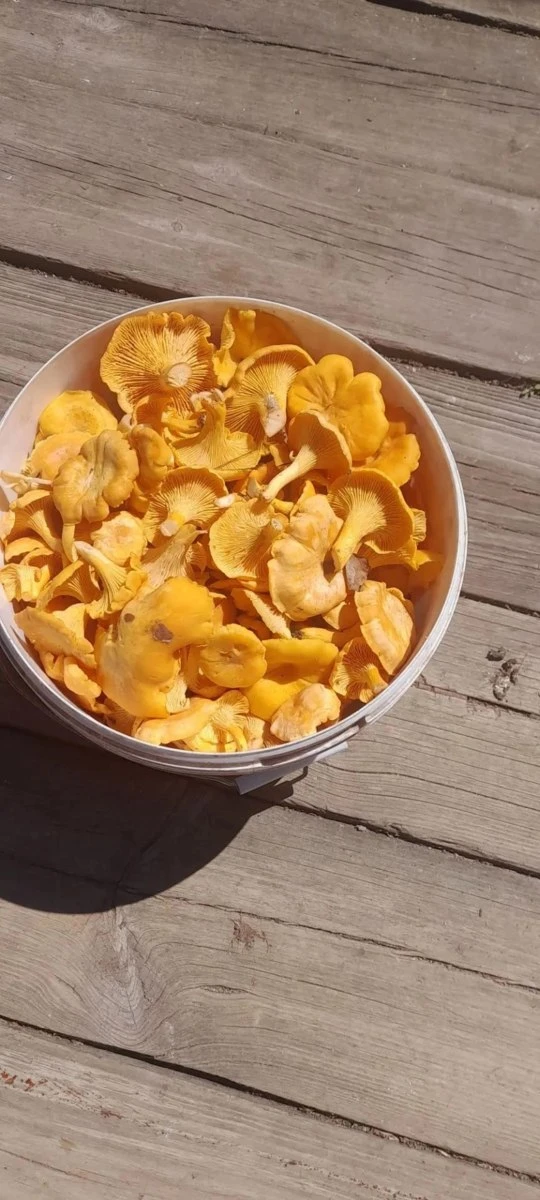 🍄 Грибники Магнитогорска снова в деле!