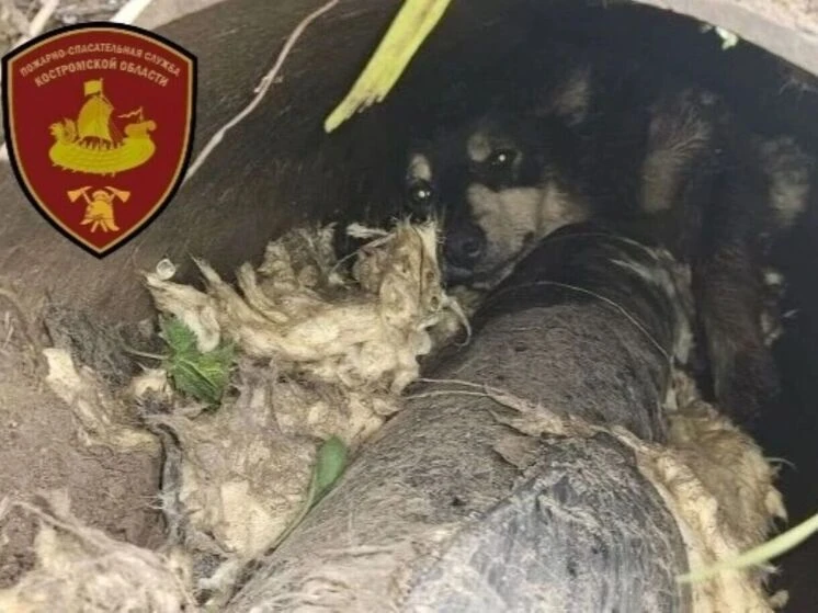 В Шарье спасатели разрезали теплотрассу, чтобы вызволить дворнягу

Пёс искал тепло, залез в щель меж